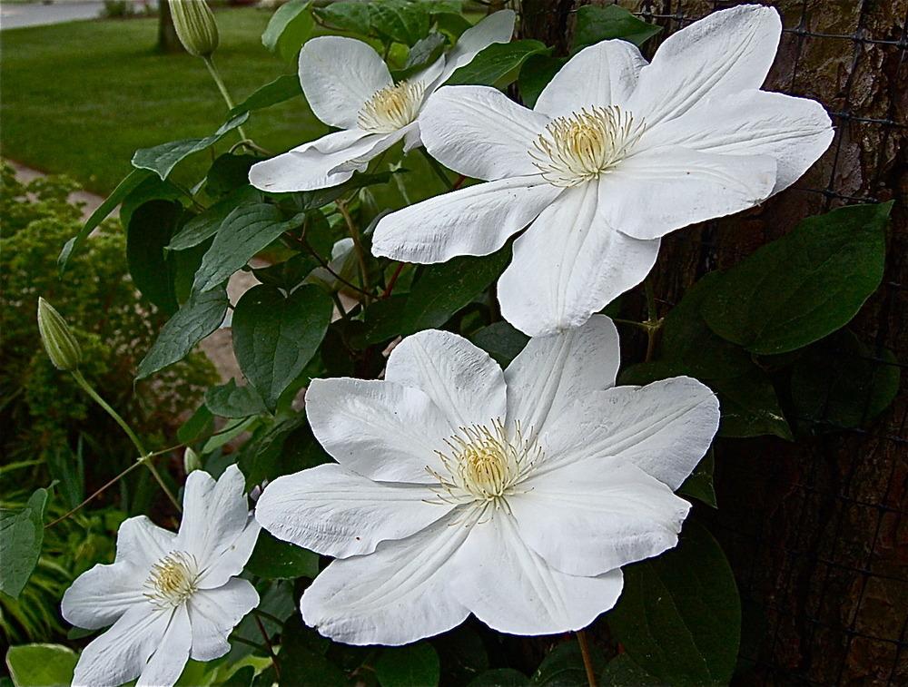 Clematis 'Lanuginosa Candida'