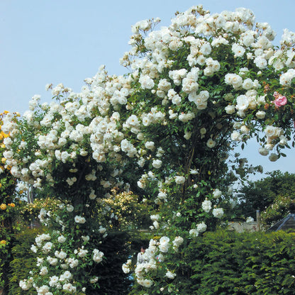 Rose - David Austin - Floribunda - Iceberg