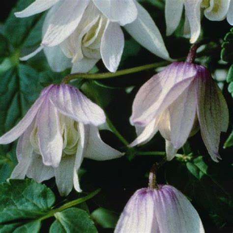 Clematis 'Alpina Pink Flamingo' AKA Atragena