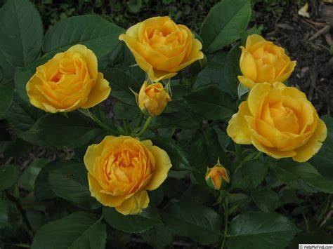 Rose Patio Tree - Kordes - Floribunda - Julia Child