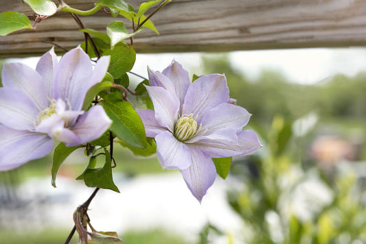 Clematis 'Hakuba' - Layered Petals