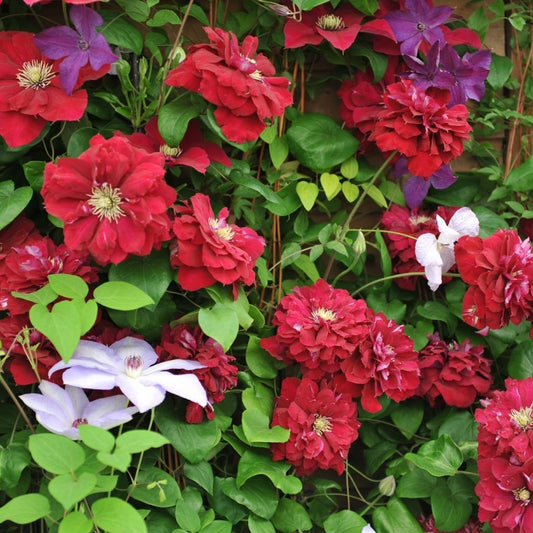 Clematis 'Charmaine'  Double Bloom Red