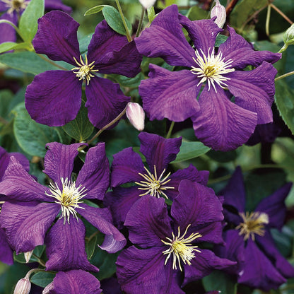 Clematis 'Jackmanii'