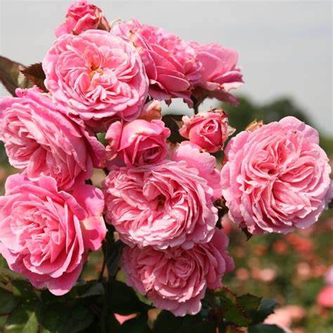 Rose - Kordes - Floribunda - Summer Romance Parfuma