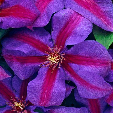 Clematis 'Mrs. N. Thompson'