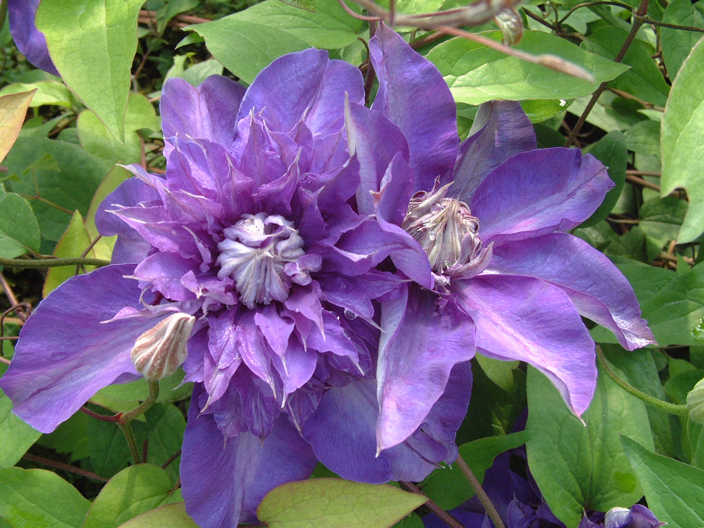 Clematis 'Shikou' / 'Shikoo' - Multi-Bloom Blue Violet