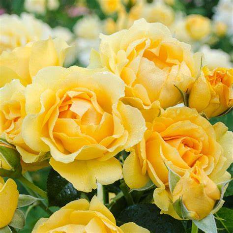 Rose - Kordes - Floribunda - Julia Child