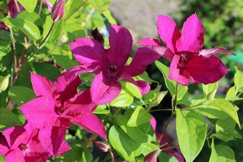 Clematis 'Cardinal Wyszynski'