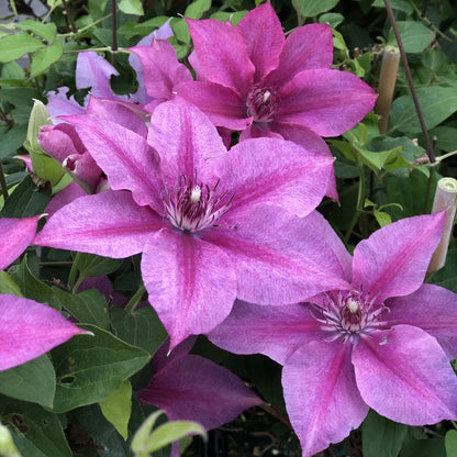 Clematis 'Rosalie' - Color Changing