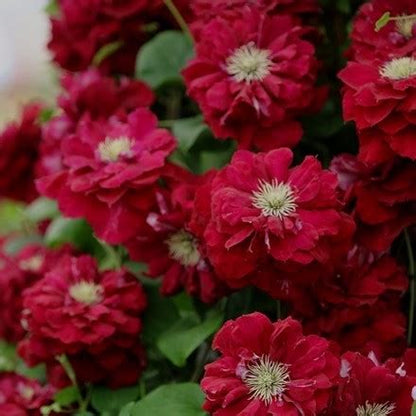 Clematis 'Charmaine'  Double Bloom Red