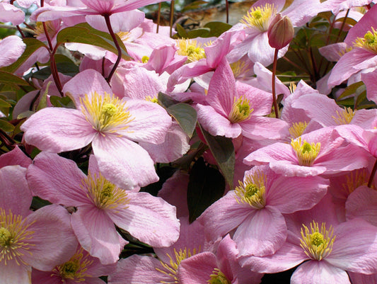 Clematis Flowering Vine - Fragrant Montana Rubens