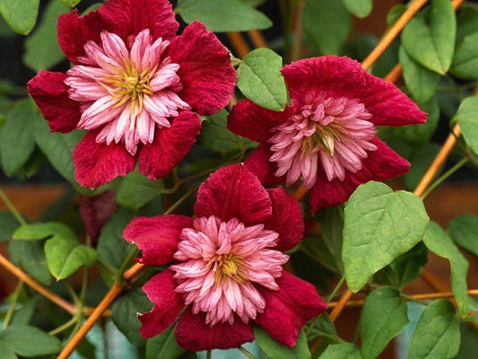 Clematis 'Avante Garde' - double bloom AKA 'Mulan'