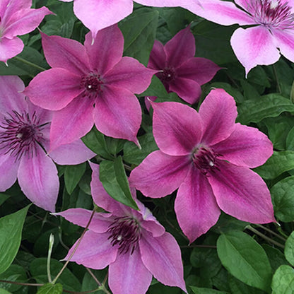 Clematis 'Rosalie' - Color Changing