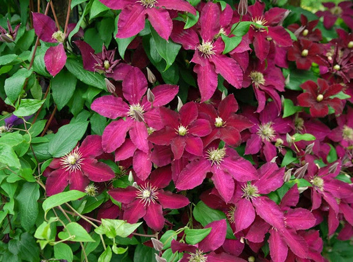 Clematis 'Ernest Markham'