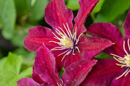 Clematis 'Niobe'