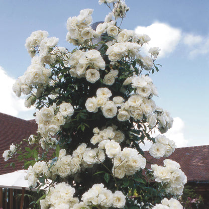 Rose - David Austin - Floribunda - Iceberg