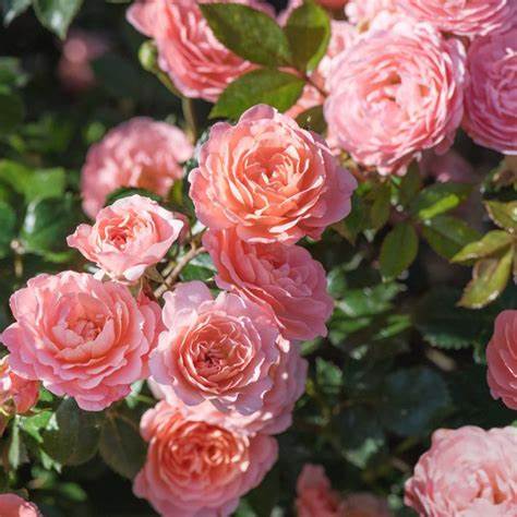 Rose - Groundcover - Apricot Drift