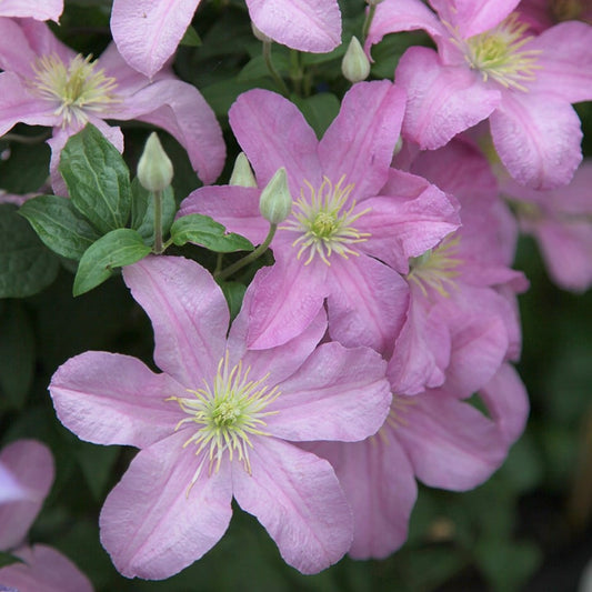 Clematis 'Cometesse De Bouchaud'