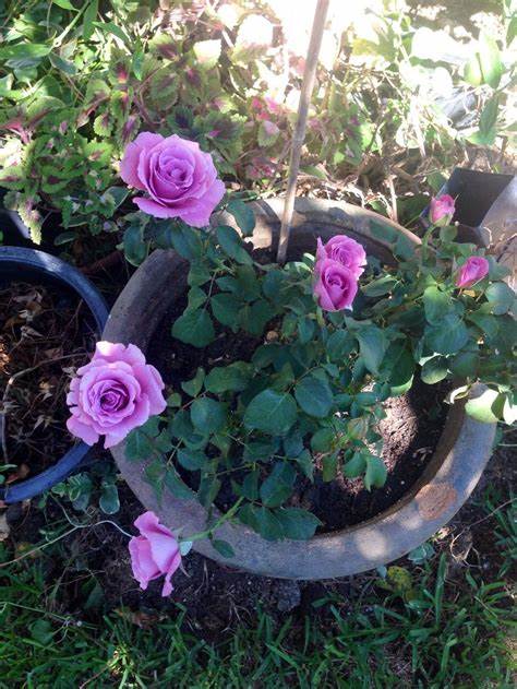 Rose Patio Tree - Floribunda - Angel Face