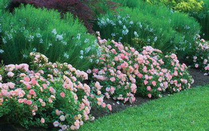 Rose - Groundcover - Apricot Drift