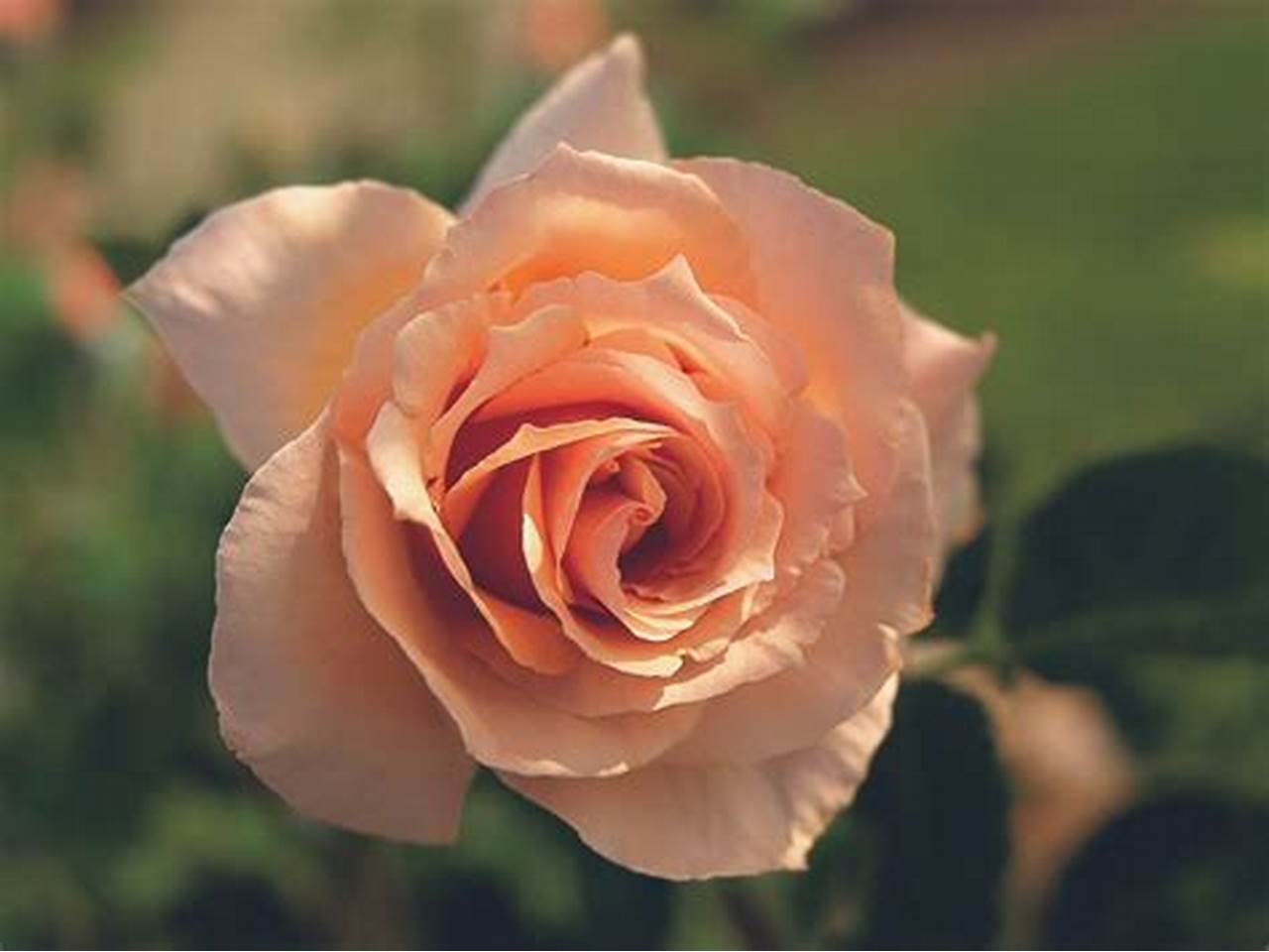 Rose - Medallion - Hybrid Tea