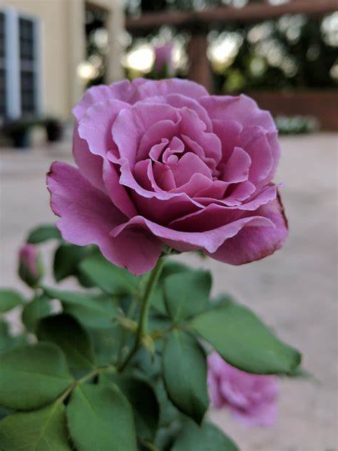 Rose Patio Tree - Floribunda - Angel Face