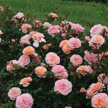 Rose - Groundcover - Apricot Drift