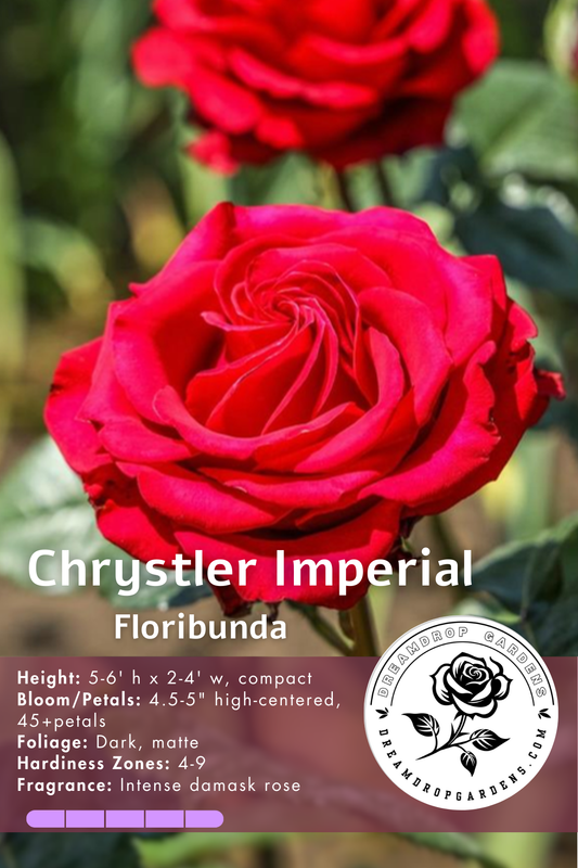 Rose - Chrysler Imperial - Floribunda