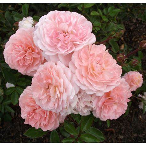 Rose - Groundcover - Apricot Drift