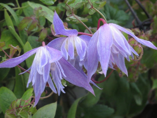 Clematis 'Alpina Blue Dancer'