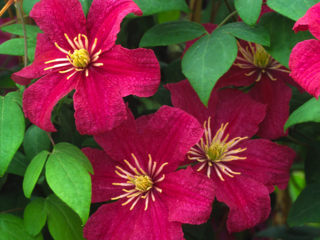 Clematis 'Barbara Harrington' – Realmdrop Shop