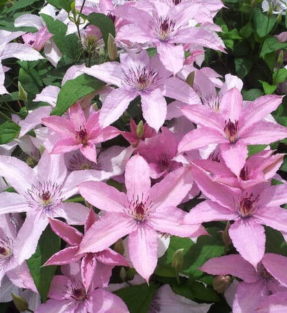 Clematis 'Hagley Hybrid' AKA 'Pink Chiffon' - Late Blooming