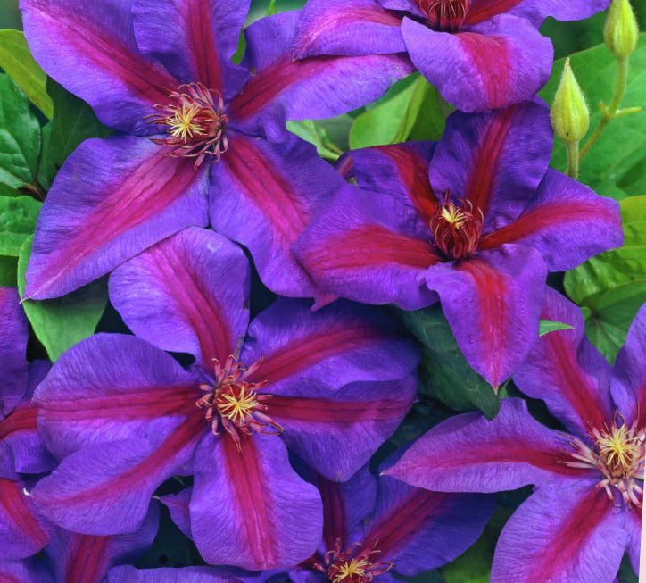 Clematis 'Mrs. N. Thompson'