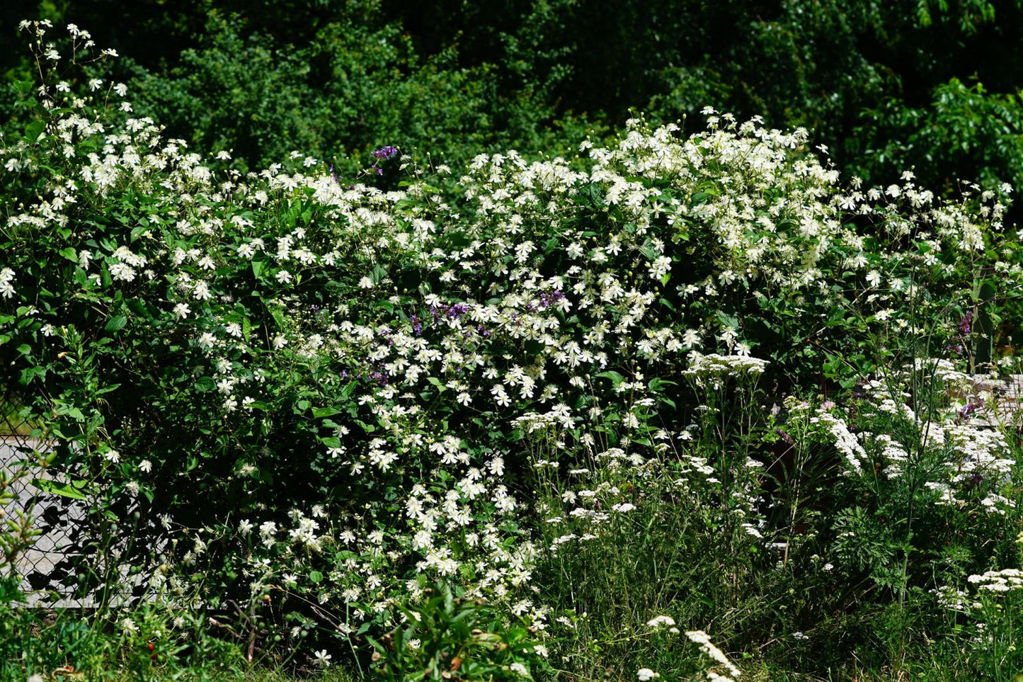 Clematis 'Summer Snow' AKA  'Fargesioides' AKA 'Paul Farges'