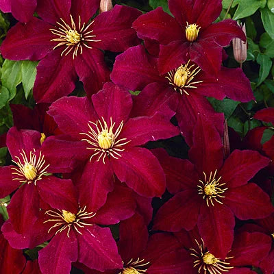 Clematis 'Niobe'