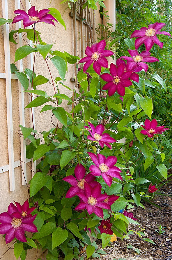 Clematis 'Bourbon' AKA StarFire - 6ft Dwarf Variety