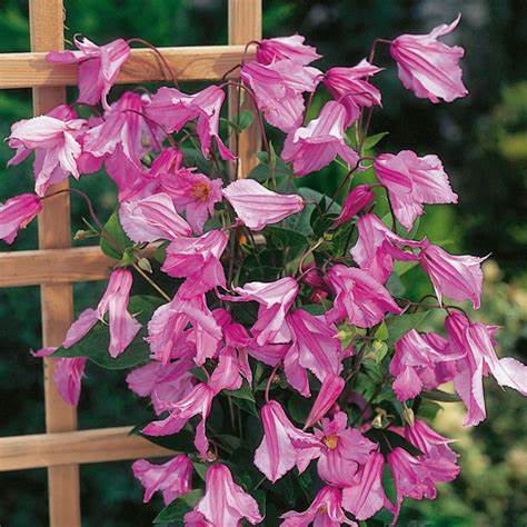 Clematis 'Alionushka' - AKA ‘Alyonushka’, ‘Alionushka’; integrifolia ‘Alionushka