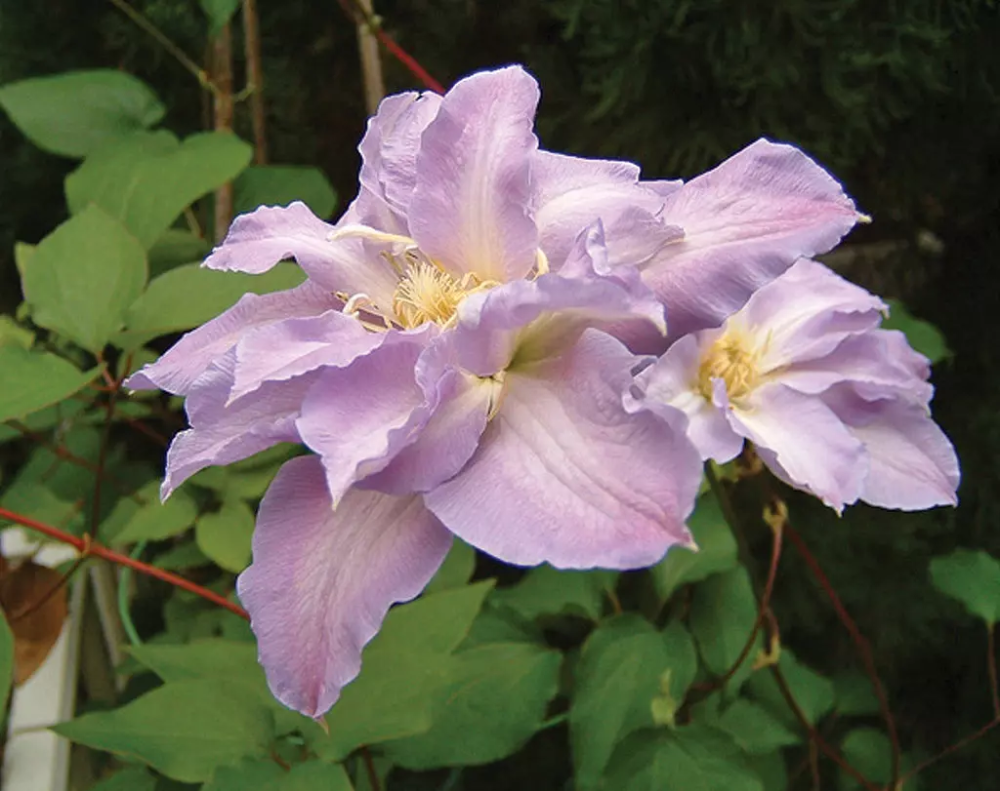 Clematis 'Hakuba' - Layered Petals