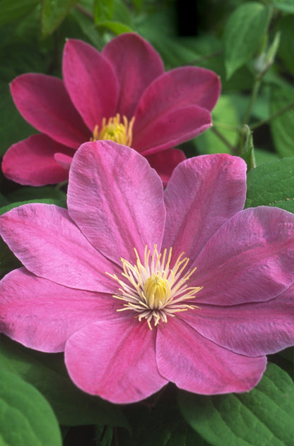 Clematis 'Abilene' - Pink - 4ft Dwarf Variety