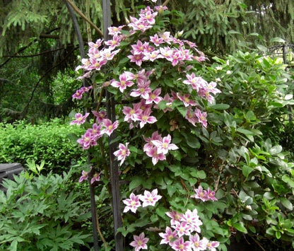 Clematis 'Pillu' AKA 'Little Duckling'