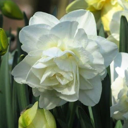 Daffodil - White Fluffle - Obdam