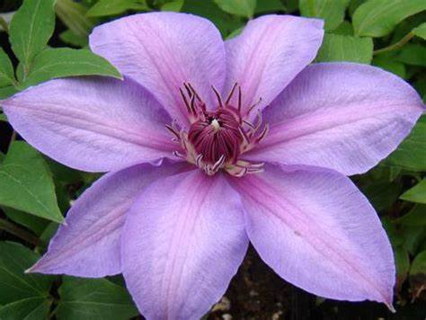 Clematis 'Candy Stripe'