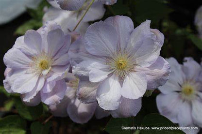 Clematis 'Hakuba' - Layered Petals