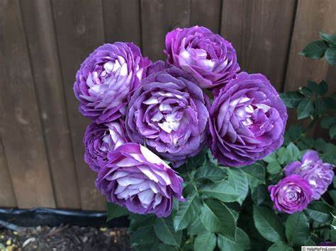 Rose - Climbing - Lavender Crush