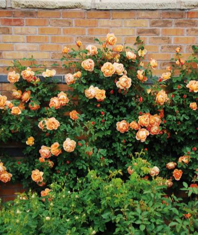 Rose - Climbing - Tangerine Skies