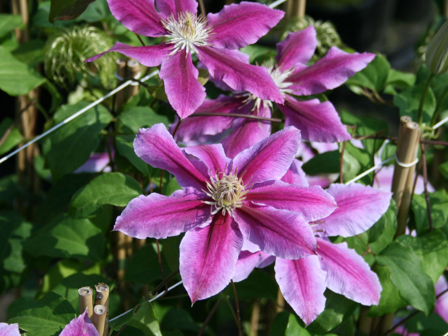 Clematis 'Dr. Ruppel'