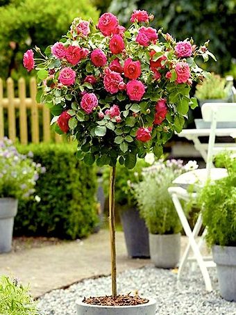 Rose Tree - Double Knockout - Pink