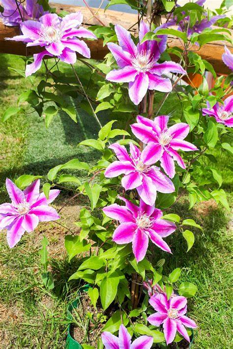 Clematis 'Dr. Ruppel'