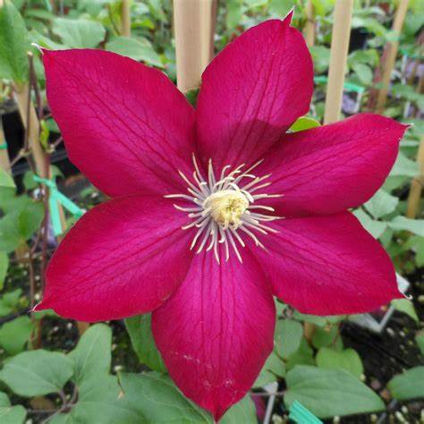 Clematis 'Bourbon' AKA StarFire - 6ft Dwarf Variety