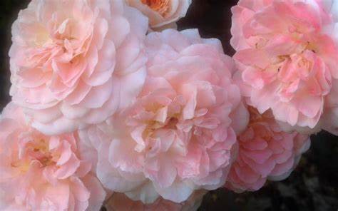 Rose - Groundcover - Apricot Drift